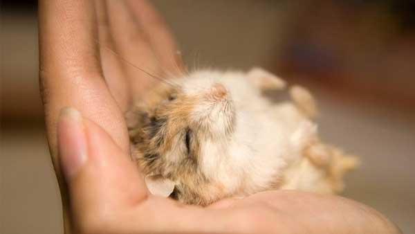 Hamster bị nổi cục u do tử cung nhiễm trùng
