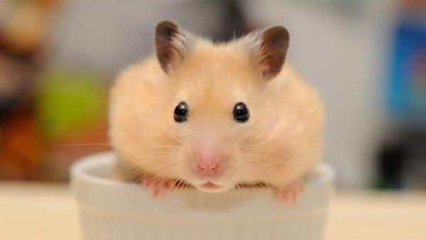 Chuột hamster bao nhiêu tiền có đáng để mua