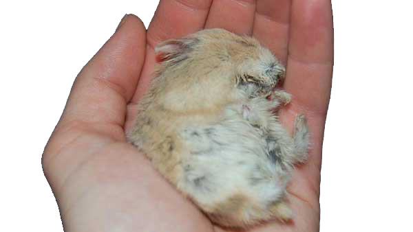 Chuột hamster bị ngứa và mẹo xử lý chỉ 5 phút - Mẹo Hay Cho Bạn