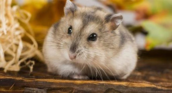 Chuột hamster bao nhiêu tiền có đáng để mua