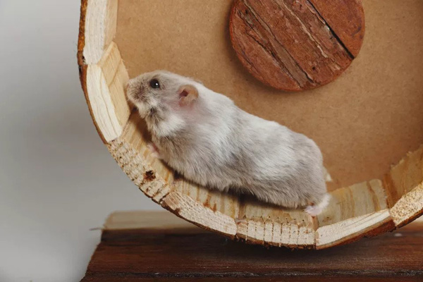 gia-ban-chuot-hamster