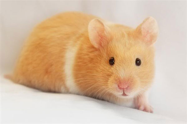 Chuột hamster màu vàng khoang trắng