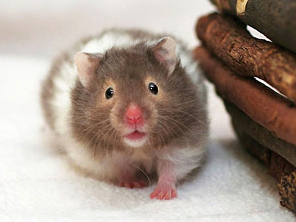 Chuột Hamster mắt kính