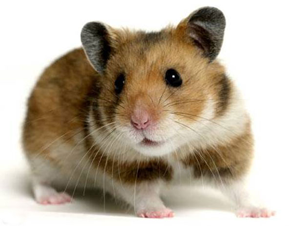Chuột hamster beer màu golden