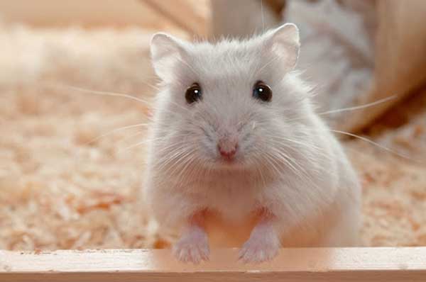 Chuột hamster và những điều cần biết khi tìm hiểu về chúng