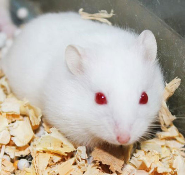 Những lưu ý không thể thiếu khi nuôi chuột hamster