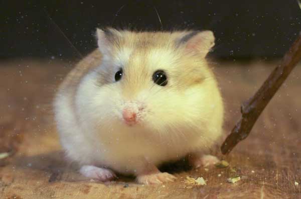 tap-tinh-chuot-hamster