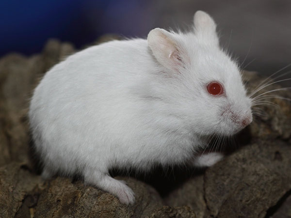 Lựa chọn thức ăn phù hợp cho chuột hamster mắt đỏ